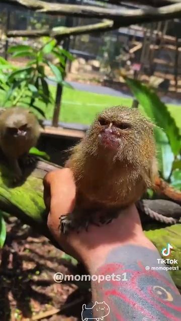 маленькие милые обезьянки.mp4