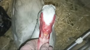 Деревенские будни//Прошёл ледяной дождь//Козлята//"Чудо на окошке.