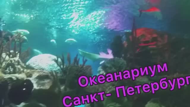 Достопримечательности Санкт-Петербурга. Океанариум. смотреть онлайн