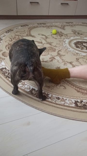 Французский бульдог Эммануэль)