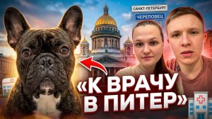 Поездка из Череповца в Санкт-Петербург с французским бульдогом | Приём у врача, влог