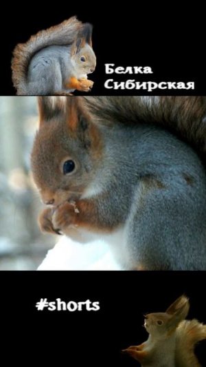 Белка крупным планом