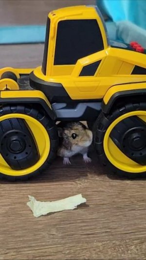 Хомяк и жёлтый трактор. 4k