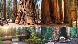 ДЖОН СТЕЙНБЕК - "ПУТЕШЕСТВИЕ С ЧАРЛИ в поисках АМЕРИКИ"(21)