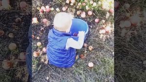 Я яблочки люблю /СТУДИЯ НИКИТИКИ/ как хорошо гостить у деда в саду:-))))