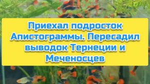 Приехал подросток Апистограммы. Пересадил выводок Тернеции и Меченосцев