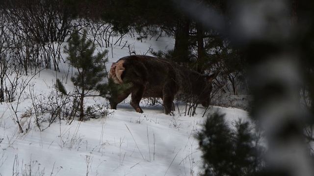 Зима, самка марала пасётся на склоне.