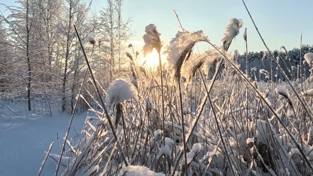 Морозный солнечный январский день
