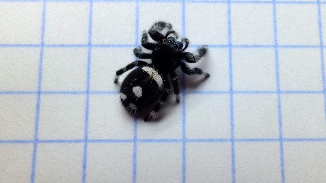 Леший смотреть онлайн