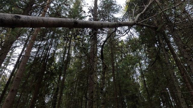 Два дерева накрест на лесной тропинке смотреть онлайн