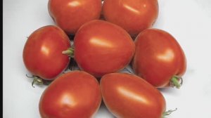 ОЧЕНЬ ВКУСНЫЙ И СКАЗАЧНО КРАСИВЫЙ СОРТ ТОМАТА ШАХЕРЕЗАДА