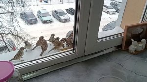 красота на нашем подоконнике