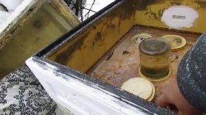 февраль, контролирую зимовку пчел Элгон, для выращивания трутня в новом сезоне , 7.02.2026