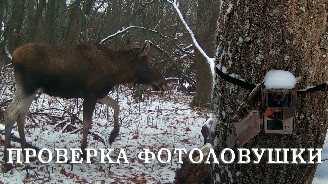 ПРОВЕРКА ФОТОЛОВУШКИ последний ДЕНЬ ОСЕНИ / Фотоловушка в Лесу