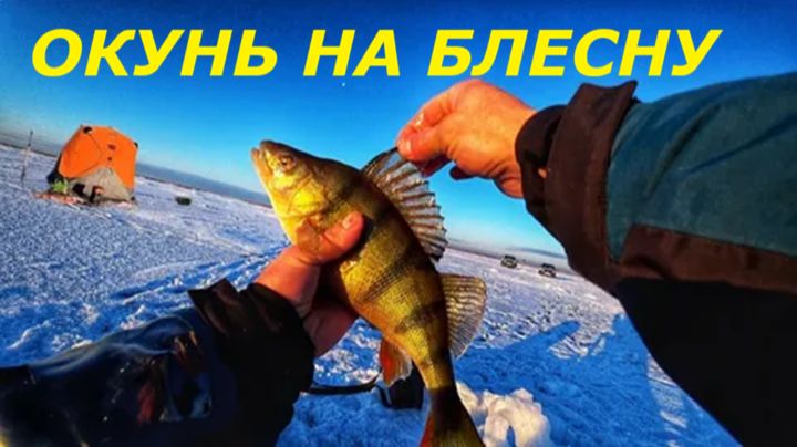 КАК ЛОВИТЬ ОКУНЯ на БЛЕСНУ в ФЕВРАЛЕ? СНАСТИ для РЫБАЛКИ на ОКУНЯ ЗИМОЙ! смотреть онлайн