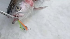 Поимки и сходы на Спорт-зоне. Клёвое место Лосиный остров.