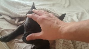 Французский Бульдог Краш | Когда совсем не хочется на работу