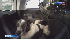 В Костроме появилось такси для животных