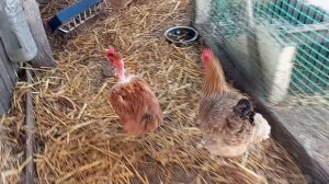 Чуть полегче и уже на работу. Цыплята вылупились, но не так как хотелось.