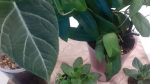 07.02.2026 Немного выращиваемых растений и затеваю новый эксперимент с огурцом.