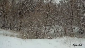 Налим на живца зимой. 4 сезон. 2 серия. (Щука, снятие тычек, В гости к дикой утке)