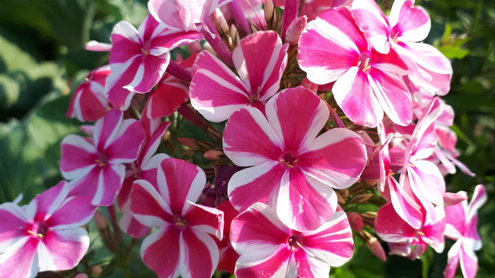 2209.  Флоксы зачем выкапывать?