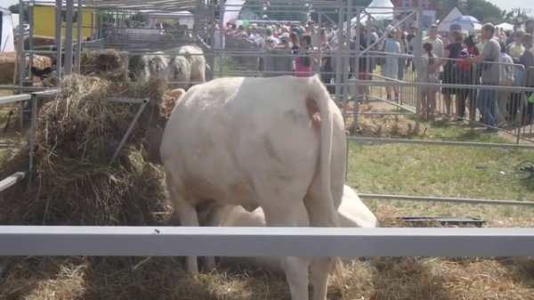 Коровы Шаролезская порода