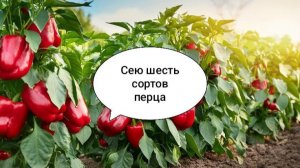 Проращиваю шесть сортов перца без земли.