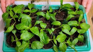 ТОЧНЫЕ ДАТЫ посева перцев в ФЕВРАЛЕ 2026! Успей посеять!