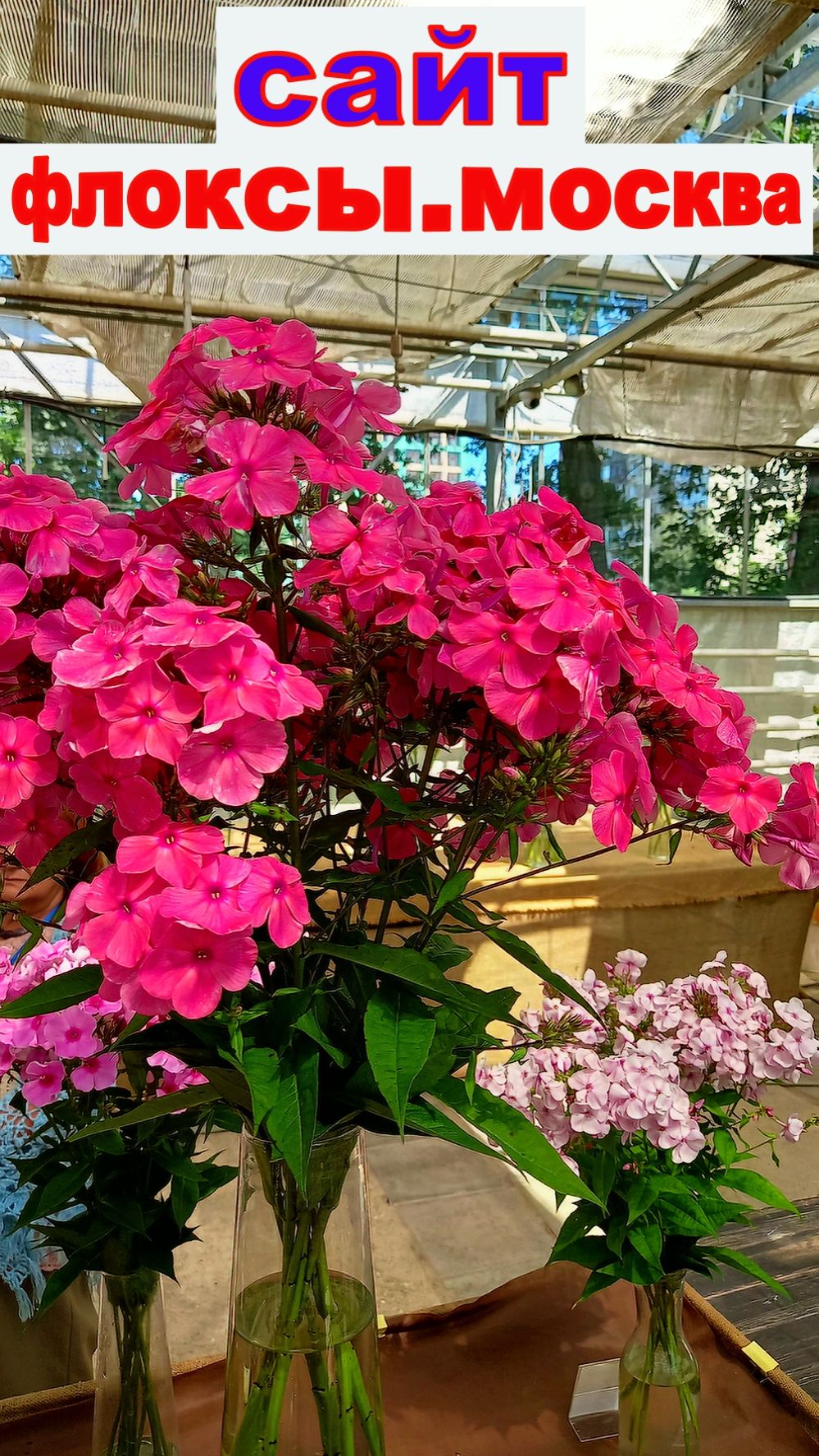 ВЫСТАВКА ФЛОКСОВ В АПТЕКАРСКОМ ОГОРОДЕ часть 3