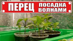 Перец растет как бешеный: ШОКИРУЮЩАЯ разница в росте! Эксперимент волнами посадки