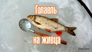 Налим на живца зимой. 3 сезон. 4 серия. (Трофейный голавль и налим зимой в феврале на живца)