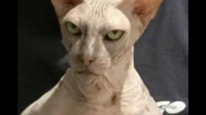 собачки милые а кошки 😊