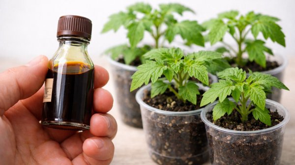 Рассада толстеет на глазах! От вытягивания рассады и для повышения урожайности делай так с рассадой