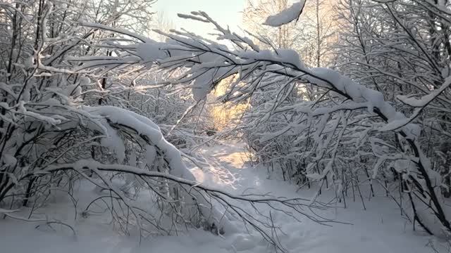 Навстречу солнцу