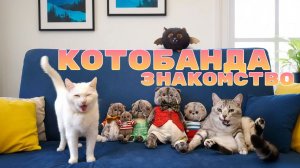 ЗНАКОМСТВО С КОТОБАНДОЙ!