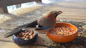 Запись стрима Птиченькино кафе, часть 1. Видео для котиков: синицы, сойки, снегири, зеленушки