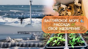 🟣КАЛИНИНГРАД  🌊 СВОИ УДОБРЕНИЯ ДЛЯ РАССАДЫ 🪴