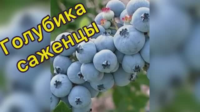 Саженцы Голубики. Патриот, Блюкроп, Элизабет смотреть онлайн