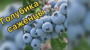 Саженцы Голубики. Патриот, Блюкроп, Элизабет