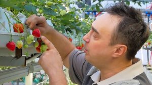 Сладкая клубника даже в лютые морозы: житель Кемеровской области выращивает ягоду круглый год