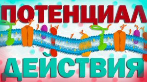 ЭЛЕКТРИЧЕСКИЙ ВЗРЫВ: Как наше тело думает? | Потенциал действия