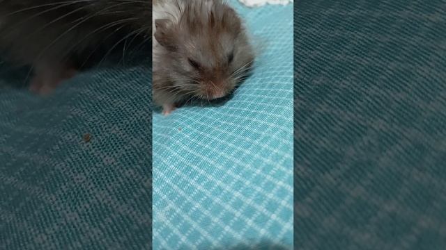 факты о хомяках смотреть онлайн