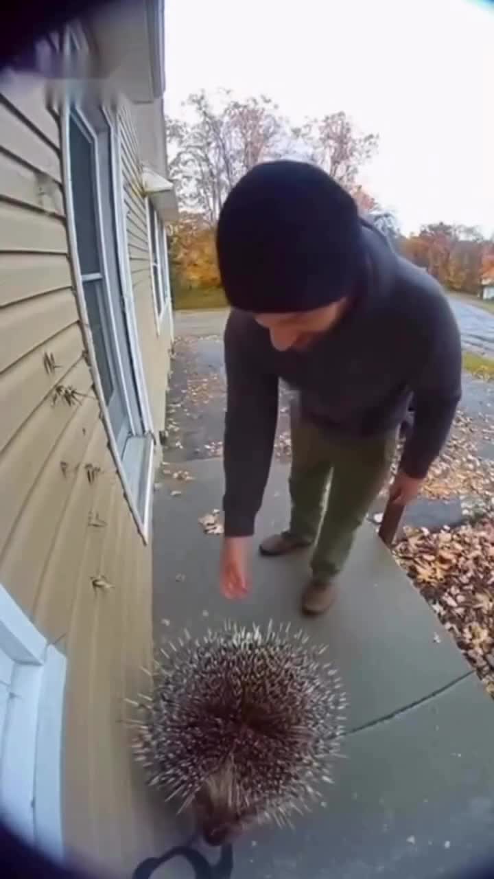 Здpавствуй ёжик😂😂 смотреть онлайн