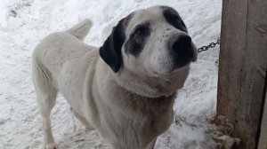 Блины на завтрак. Ждем отел. Мой стратегический запас. Жизнь в деревне.