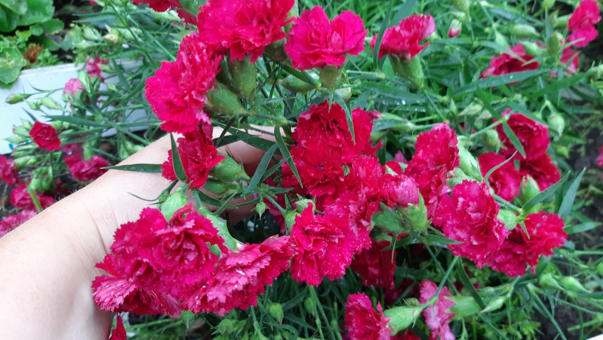 2196.  Посмотрим на черенки гвоздики.