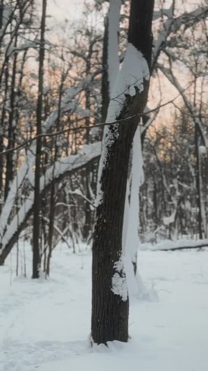 #зимнийлес #зима #лес #slavicstyle #slavicgirl