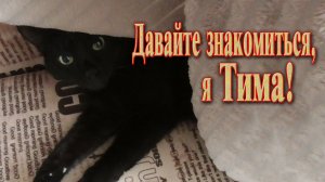 Смешные животные //  Приключения кота.