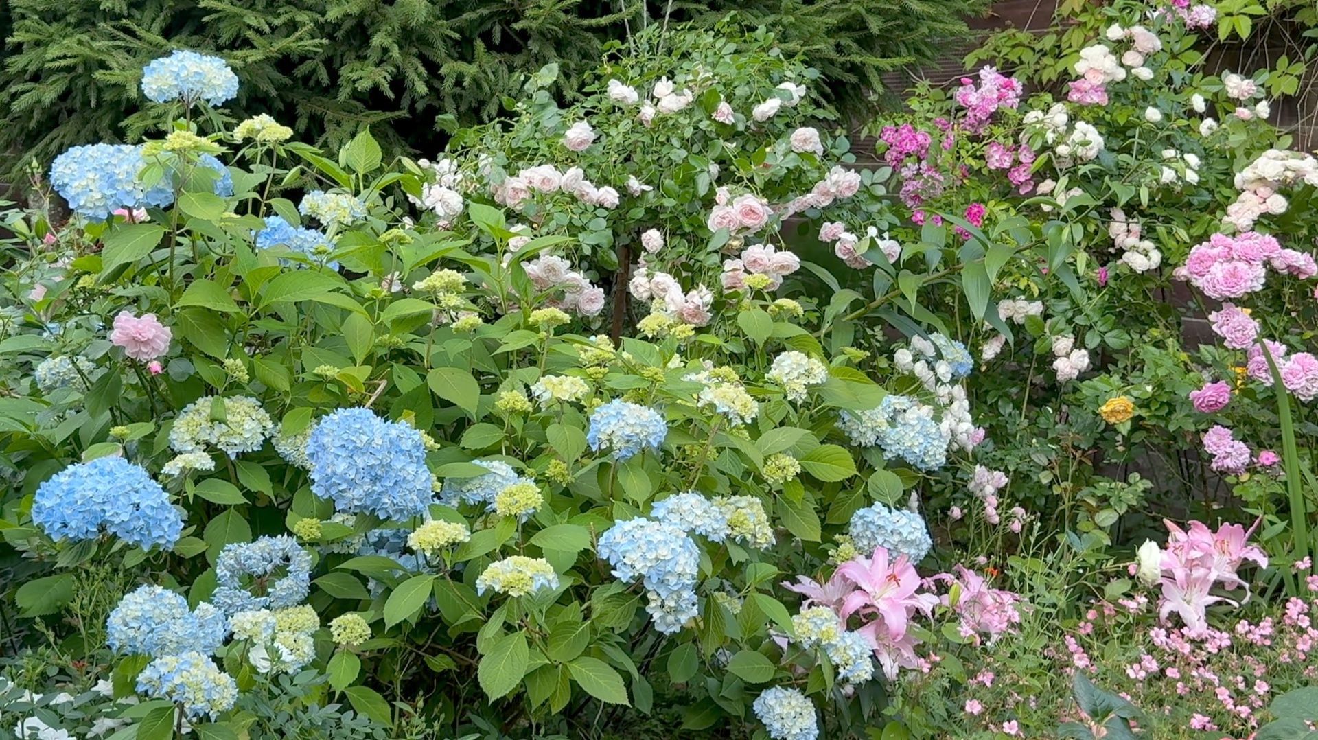 Июль в Саду 25 и 28 июля 2025