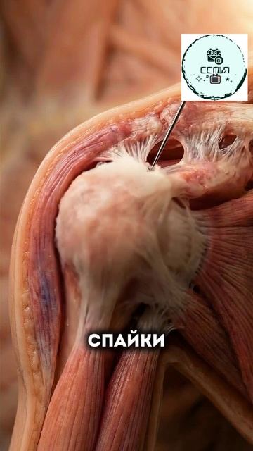 СНЯТЬ ВОСПАЛЕНИЕ В ПЛЕЧЕВОМ СУСТАВЕ С ПОМОЩЬЮ ИГЛЫ смотреть онлайн